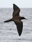 Brown noddy. Adult in flight. Kermadec Islands, March 2021. Image © Scott Brooks (ourspot) by Scott Brooks.