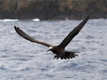 Brown noddy. Adult in flight. Kermadec Islands, March 2021. Image © Scott Brooks (ourspot) by Scott Brooks.