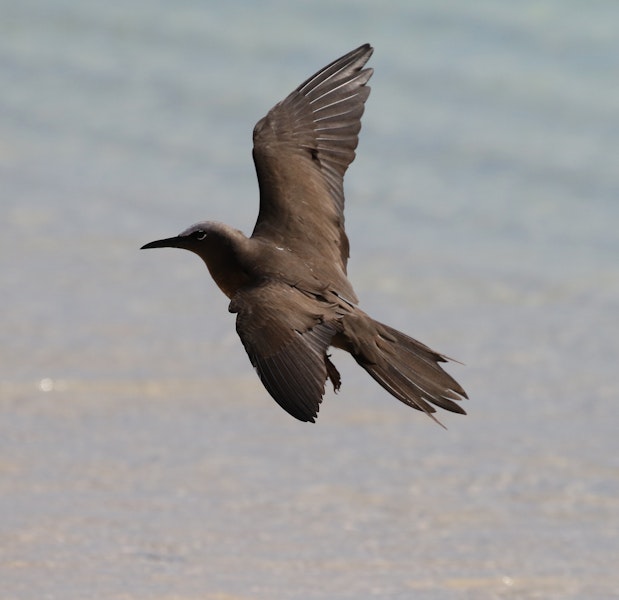 Brown noddy. Adult in flight. Michaelmas Cay, Queensland, Australia, July 2015. Image © John Fennell by John Fennell.