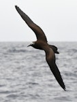 Brown noddy. Adult in flight. Kermadec Islands, March 2021. Image © Scott Brooks (ourspot) by Scott Brooks.