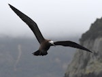 Brown noddy. Adult in flight. Kermadec Islands, March 2021. Image © Scott Brooks (ourspot) by Scott Brooks.