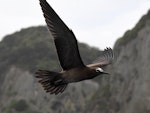 Brown noddy. Adult in flight. Kermadec Islands, March 2021. Image © Scott Brooks (ourspot) by Scott Brooks.