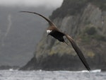 Brown noddy. Adult in flight. Kermadec Islands, March 2021. Image © Scott Brooks (ourspot) by Scott Brooks.