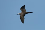 Brown noddy. Adult in flight. Ascension Island, March 2008. Image © David Boyle by David Boyle.