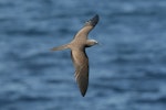 Brown noddy. Adult in flight. Ascension Island, August 2008. Image © David Boyle by David Boyle.