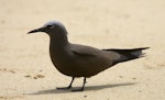 Brown noddy. Adult. Lord Howe Island, November 2007. Image © Sonja Ross by Sonja Ross.