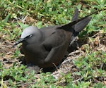 Brown noddy. Adult on ground nest. Lady Elliot Island, Queensland, November 2012. Image © Tony Crocker by Tony Crocker.