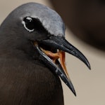 Brown noddy. Adult panting. Michaelmas Cay, January 2017. Image © Imogen Warren by Imogen Warren.