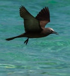 Brown noddy. Adult in flight. Michaelmas Cay, January 2017. Image © Imogen Warren by Imogen Warren.