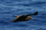 Brown noddy. Juvenile in flight. St Helena, South Atlantic, April 2006. Image © David Boyle by David Boyle.