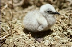 Brown noddy. Chicks in nest. Curtis Island, October 1989. Image © Graeme Taylor by Graeme Taylor.