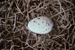 Brown noddy. Egg. Curtis Island, Kermadec Islands, October 1989. Image © Alan Tennyson by Alan Tennyson.