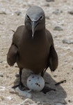 Brown noddy. Adult at nest with egg. Michaelmas Cay, January 2017. Image © Imogen Warren by Imogen Warren.