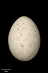 Brown noddy. Egg 49.4 x 36.0 mm (NMNZ OR.008473). Walpole Island, Loyalty Islands. Image © Te Papa by Jean-Claude Stahl.