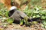 Brown noddy. Adult on nest. Phillip Island, Norfolk Island, November 2016. Image © Ian Armitage by Ian Armitage.