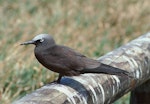 Brown noddy. Adult. Michaelmas Cay, Queensland, August 1991. Image © Colin Miskelly by Colin Miskelly.