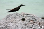 Brown noddy. Adult with white chick. Wake Atoll, August 2004. Image © David Boyle by David Boyle.