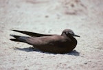 Brown noddy. Immature. Michaelmas Cay, Queensland, August 1991. Image © Colin Miskelly by Colin Miskelly.