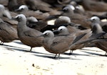 Brown noddy. Roosting adults. Michaelmas Cay, Queensland, Australia, July 2015. Image © John Fennell by John Fennell.