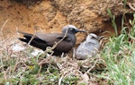 Brown noddy. Adult and chick at nest site. Phillip Island, Norfolk Island, November 2016. Image © Ian Armitage by Ian Armitage.