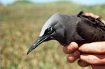 Brown noddy. Close up of adult head and bill, natural light. Curtis Island, October 1989. Image © Graeme Taylor by Graeme Taylor.