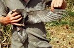 Brown noddy. Adult in hand, showing underwing. Curtis Island, October 1989. Image © Graeme Taylor by Graeme Taylor.