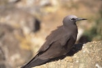 Brown noddy. Adult. Curtis Island, Kermadec Islands, November 1989. Image © Alan Tennyson by Alan Tennyson.