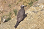 Brown noddy. Adult. Curtis Island, Kermadec Islands, November 1989. Image © Alan Tennyson by Alan Tennyson.