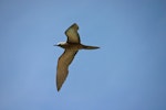 Brown noddy. Adult in flight. Wake Atoll, August 2004. Image © David Boyle by David Boyle.