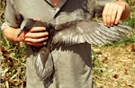 Brown noddy. Adult in hand, showing underwing. Curtis Island, October 1989. Image © Graeme Taylor by Graeme Taylor.