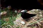 Black noddy. Adult on nest with egg. Curtis Island, November 1989. Image © Graeme Taylor by Graeme Taylor.