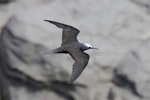 Black noddy. In flight. Norfolk Island, March 2011. Image © Duncan Watson by Duncan Watson.