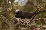 Black noddy. Adult on nest. Phillip Island, Norfolk Island, January 2017. Image © Imogen Warren by Imogen Warren.