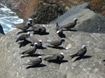 Black noddy. Roosting adults and immatures. Norfolk Island, December 2008. Image © Joke Baars by Joke Baars.