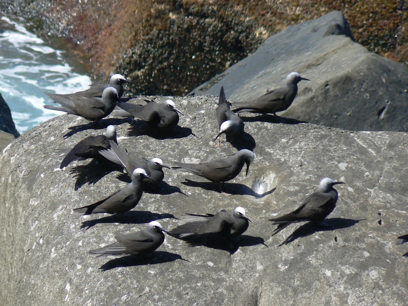 Black noddy. Roosting adults and immatures. Norfolk Island, December 2008. Image © Joke Baars by Joke Baars.