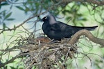 Black noddy. Adult on nest. North Meyer Islet, Kermadec Islands, November 1966. Image © Department of Conservation (image ref: 10043421) by Don Merton.