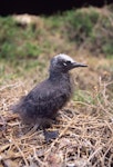 Black noddy. Chick. Curtis Island, Kermadec Islands, November 1989. Image © Alan Tennyson by Alan Tennyson.