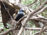 Black noddy. Adult on nest. Phillip Island, Norfolk Island, November 2016. Image © Ian Armitage by Ian Armitage.