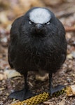 Black noddy. Fledgling. Norfolk Island, January 2017. Image © Imogen Warren by Imogen Warren.