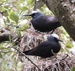 Black noddy. Adults on nests. Phillip Island, Norfolk Island, November 2016. Image © Ian Armitage by Ian Armitage.