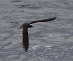 Black noddy. Adult in flight. Raoul Island, Kermadec Islands, January 2009. Image © Gareth Rapley by Gareth Rapley.