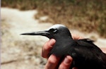 Black noddy. Close up of adult head and bill, natural light. Curtis Island, November 1989. Image © Graeme Taylor by Graeme Taylor.