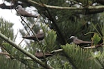 Black noddy. Four adults at nesting site. Norfolk Island, March 2011. Image © Duncan Watson by Duncan Watson.