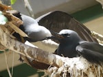 Black noddy. Adult feeding mate at nest. Lady Elliot Island, Queensland, Australia, November 2012. Image © Colin Ogle by Colin Ogle.