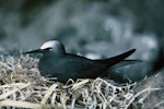 Black noddy. Adult on nest. Macauley Island, Kermadec Islands, August 1966. Image © Department of Conservation (image ref: 10031279) by Brian Bell.