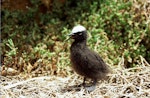 Black noddy. Chick in nest. Curtis Island, November 1989. Image © Graeme Taylor by Graeme Taylor.