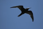 Black noddy. Adult in flight. Ascension Island, August 2008. Image © David Boyle by David Boyle.