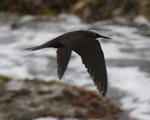 Black noddy. Adult in flight. Raoul Island, Kermadec Islands, January 2009. Image © Gareth Rapley by Gareth Rapley.