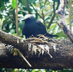 Black noddy. Adult on nest. Norfolk Island, December 2008. Image © Joke Baars by Joke Baars.