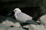 Grey noddy. Adult. Macauley Island, Kermadec Islands, August 1966. Image © Department of Conservation (image ref: 10037095) by Brian Bell, Department of Conservation.